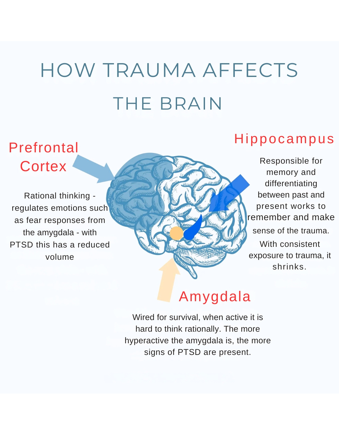 a diagram of a brain and how trauma affects the brain